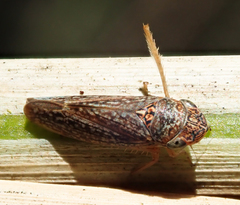 Graphocephala confluens