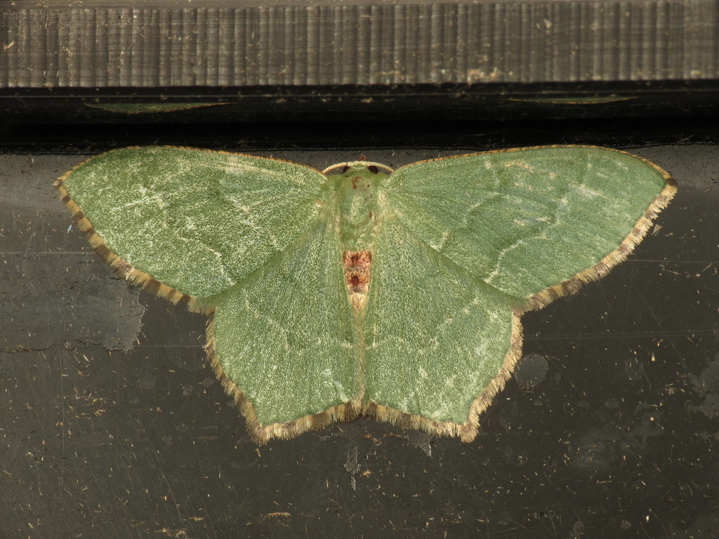 Common Emerald