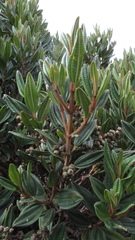 Miconia elaeoides