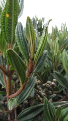 Miconia elaeoides