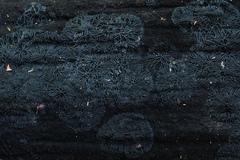 Glonium stellatum