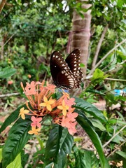 Papilio dravidarum