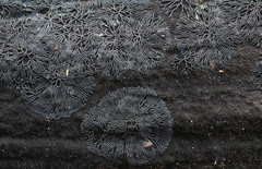 Glonium stellatum
