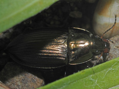 Amara eurynota