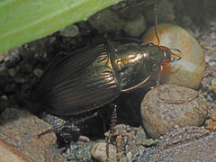Amara eurynota