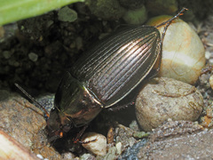 Amara eurynota