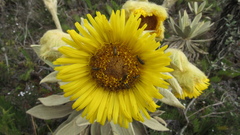 Espeletia barclayana