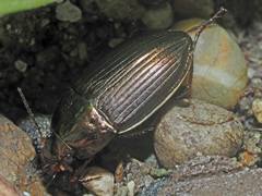 Amara eurynota
