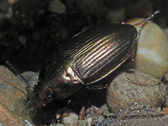 Amara eurynota