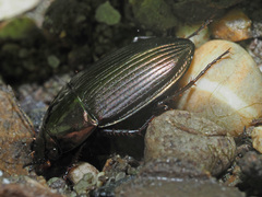 Amara eurynota
