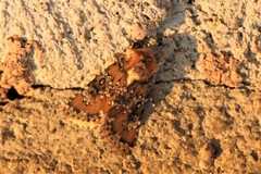 Hemibryomima chryselectra