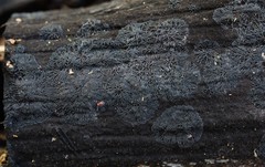 Glonium stellatum