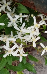 Clematis terniflora