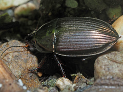 Amara eurynota