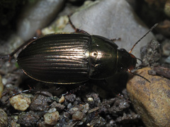 Amara eurynota