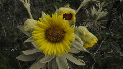 Espeletia barclayana