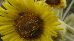 Espeletia barclayana