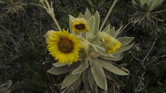 Espeletia barclayana