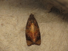 Ditula angustiorana