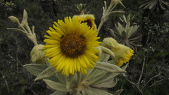 Espeletia barclayana