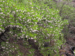 Arctostaphylos bakeri sublaevis