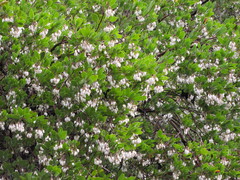Arctostaphylos bakeri sublaevis