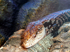 Giant Bluetongue Skink photo 3