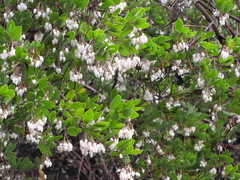 Arctostaphylos bakeri sublaevis