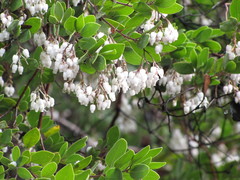 Arctostaphylos bakeri sublaevis