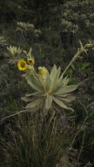 Espeletia barclayana
