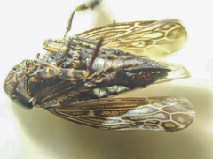 Scleroracus