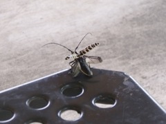 Plectrodera scalator