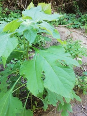 Tithonia rotundifolia