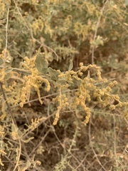Atriplex