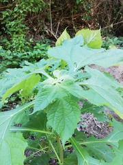 Tithonia rotundifolia