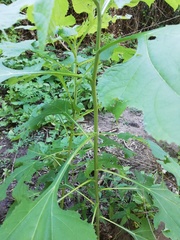 Tithonia rotundifolia