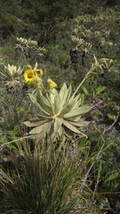 Espeletia barclayana