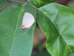 Iaspis andersoni