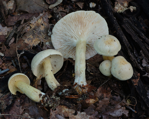 Tricholoma odorum Peck