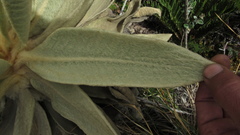 Espeletia barclayana