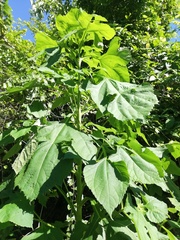 Tithonia rotundifolia