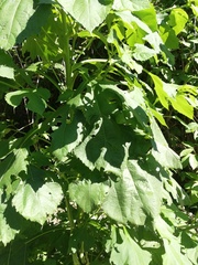 Tithonia rotundifolia