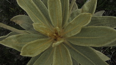 Espeletia barclayana