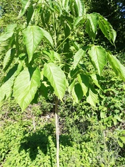 Roseodendron donnell-smithii