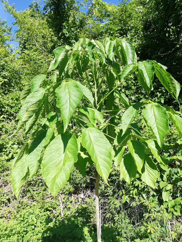 Primavera (Roseodendron donnell-smithii) · NaturaLista Mexico