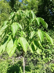 Roseodendron donnell-smithii