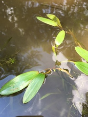 Potamogeton epihydrus
