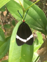 Pidorus