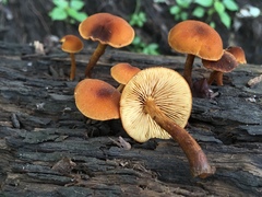 Phaeomarasmius proximans