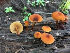 Phaeomarasmius proximans